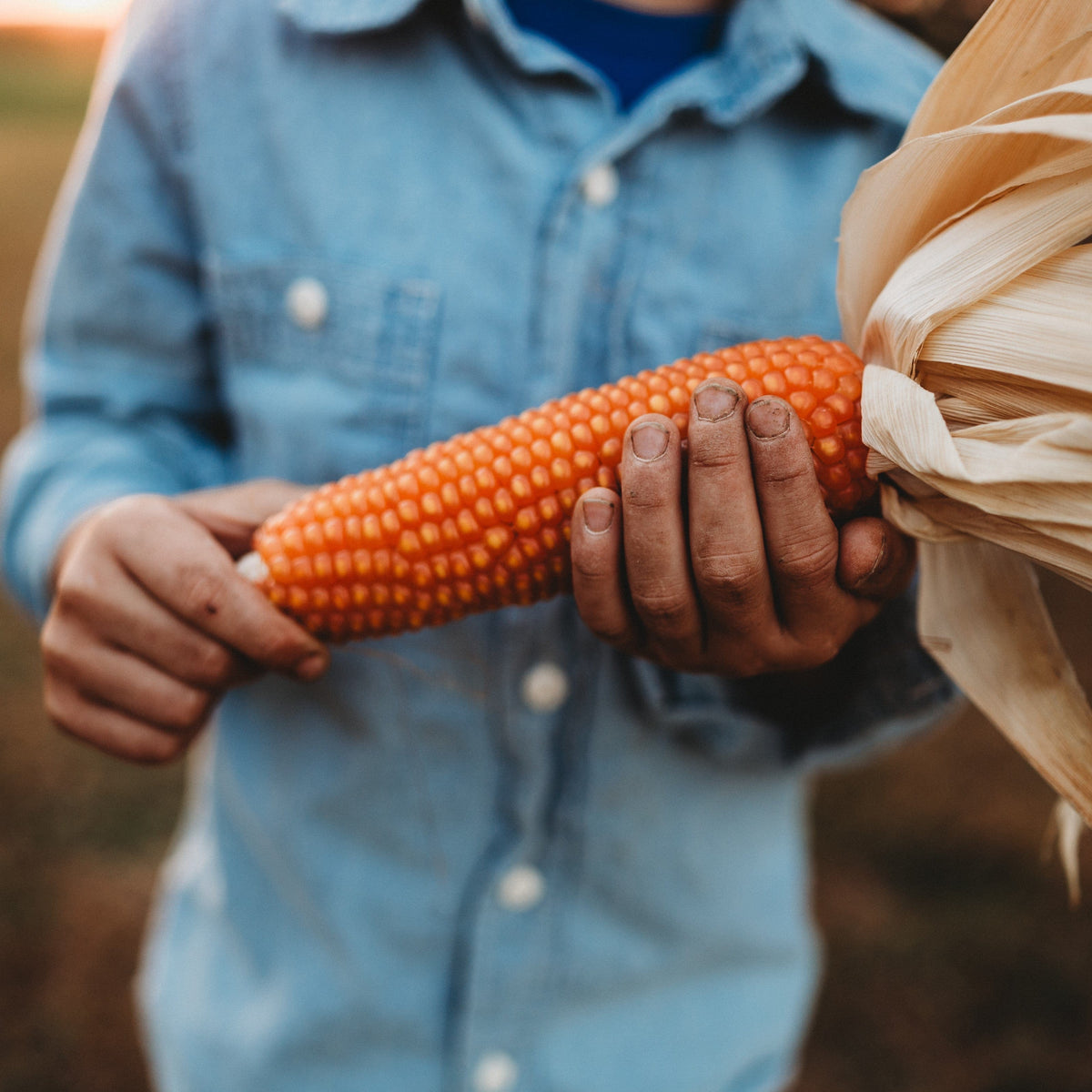Argentine Cateto Orange Flint Corn
