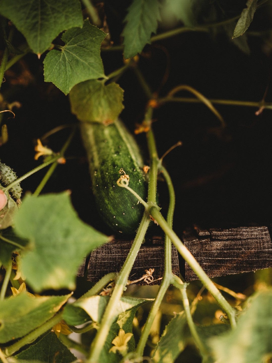 Arkansas Little Leaf Cucumber