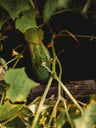 Arkansas Little Leaf Cucumber