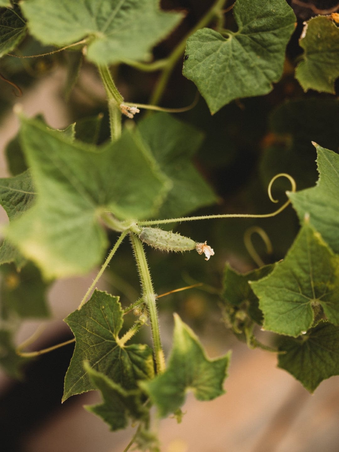 Arkansas Little Leaf Cucumber