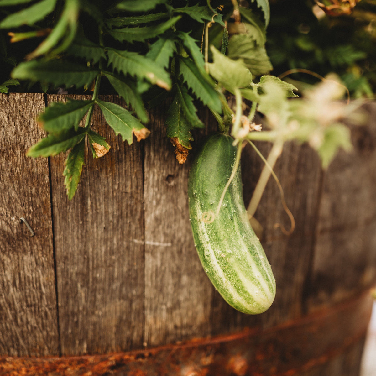Arkansas Little Leaf Cucumber