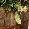 Arkansas Little Leaf Cucumber