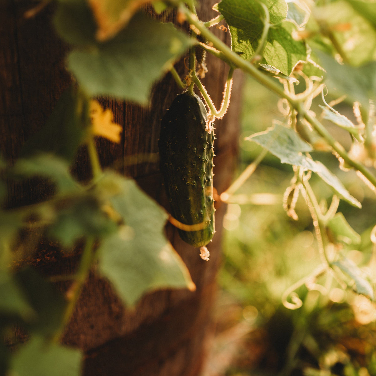 Arkansas Little Leaf Cucumber