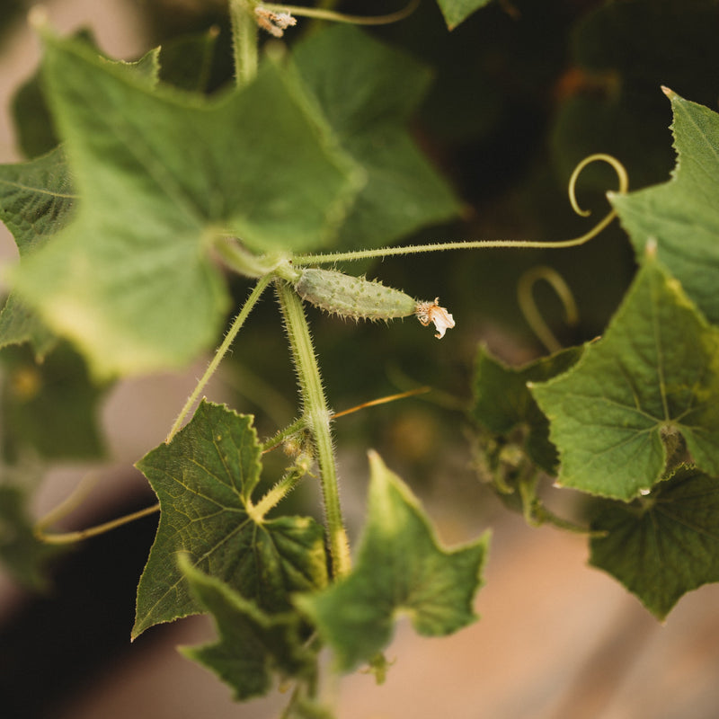 Arkansas Little Leaf Cucumber