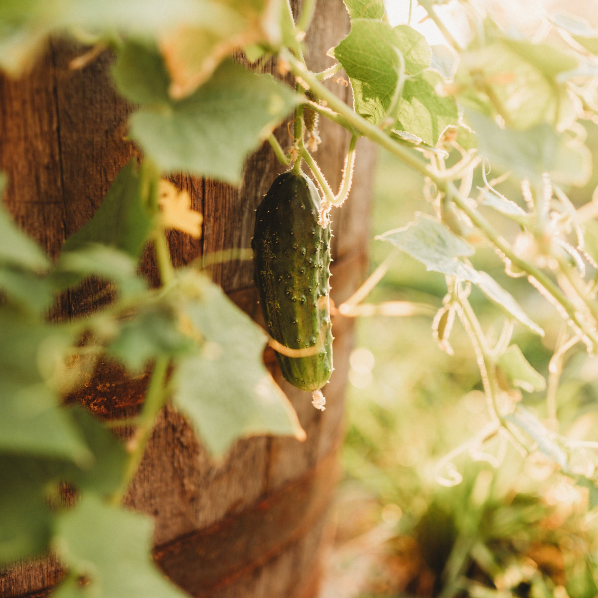 Arkansas Little Leaf Cucumber