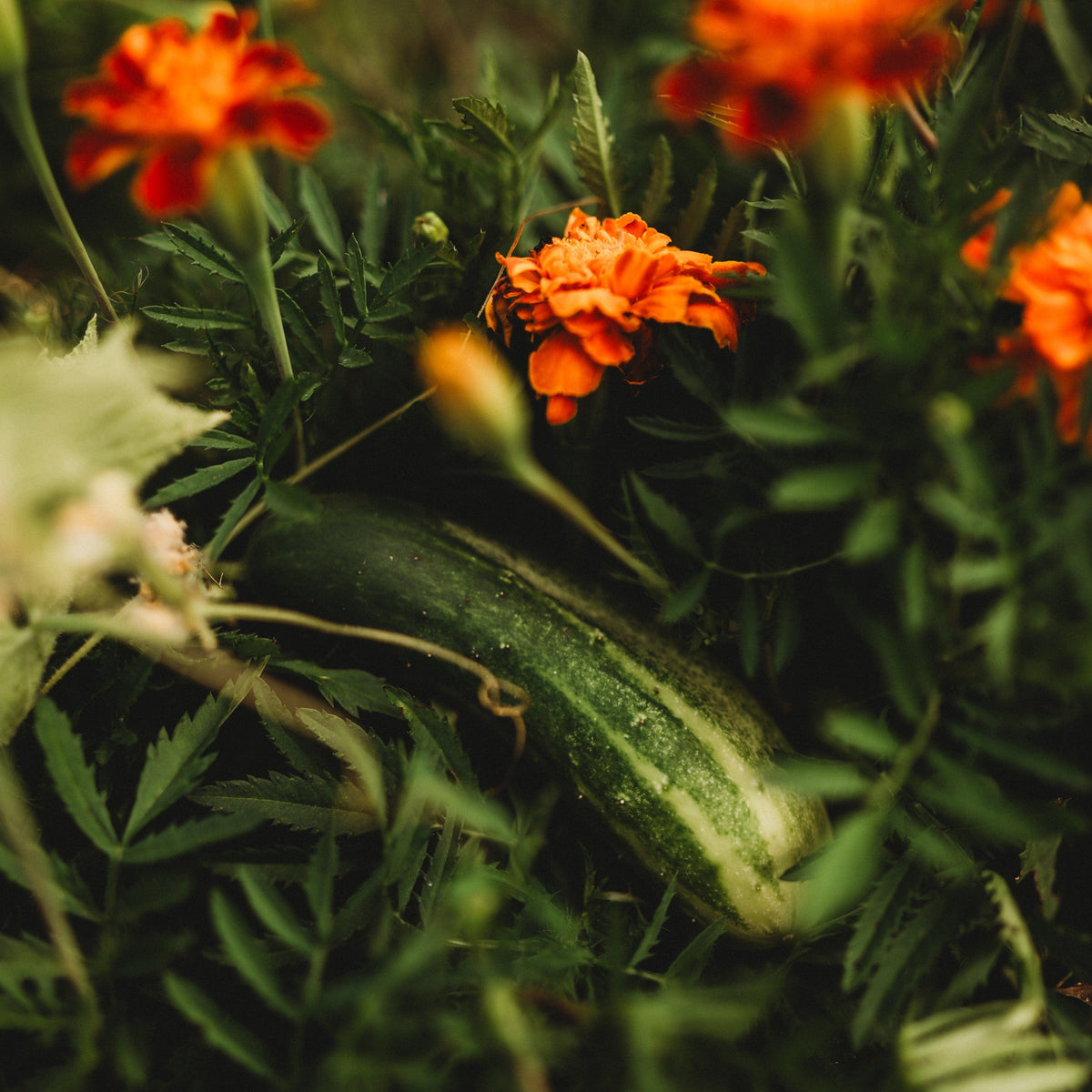 Arkansas Little Leaf Cucumber