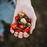 Aurora Pepper