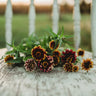 Aztec Sunset Zinnia