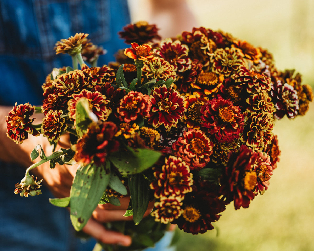 Aztec Sunset Zinnia