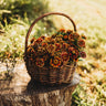 Aztec Sunset Zinnia