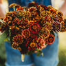 Aztec Sunset Zinnia