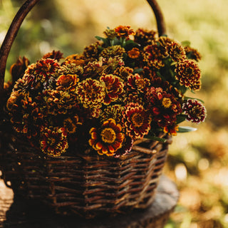 Aztec Sunset Zinnia