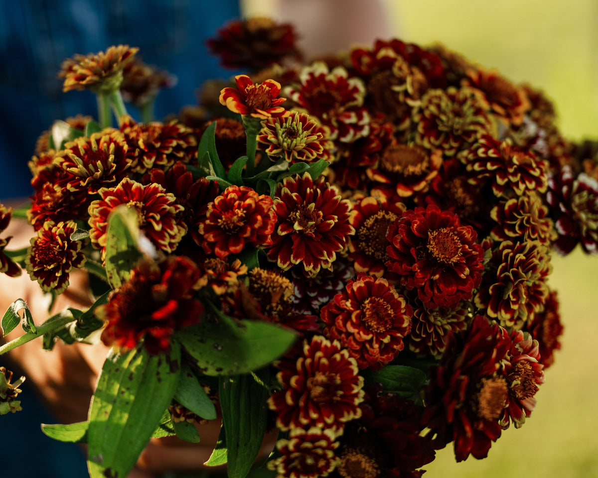 Aztec Sunset Zinnia