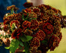 Aztec Sunset Zinnia