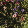 Bachelor's Button Cornflower Mix