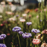 Bachelor's Button Cornflower Mix