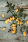 Beam's Yellow Pear Heirloom Cherry Tomato