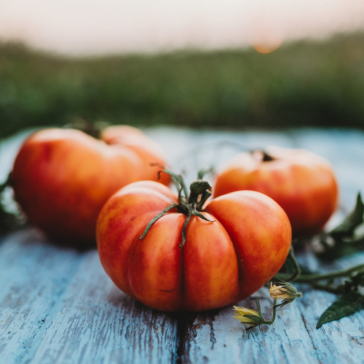 Big Rainbow Tomato