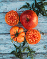 Big Rainbow Tomato