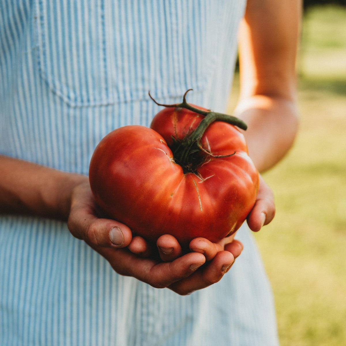 Brandywine Pink Tomato