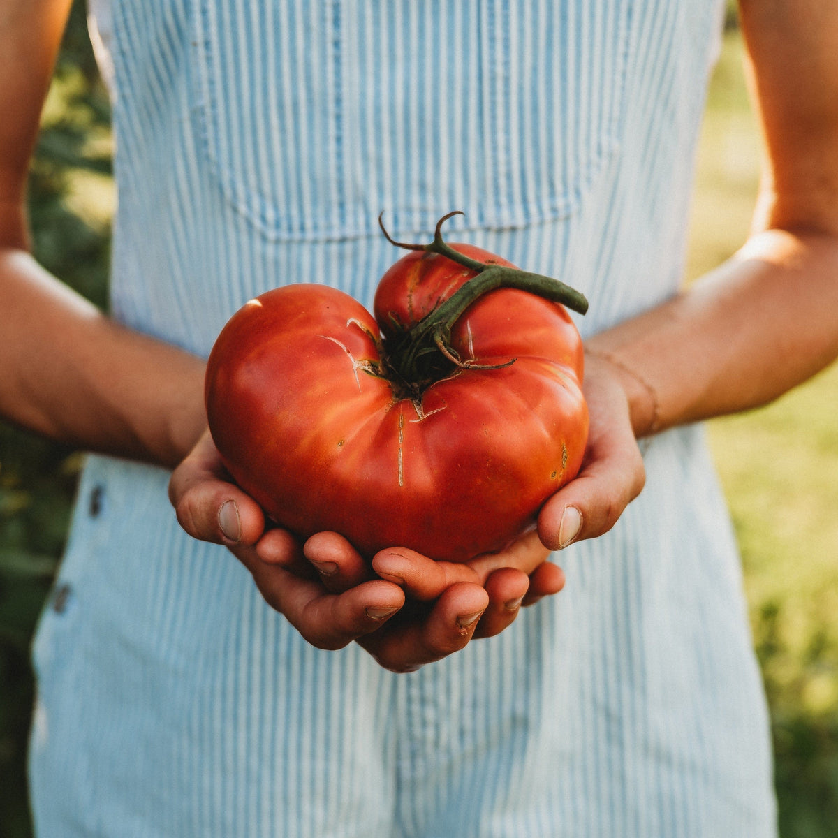 Brandywine Pink Tomato