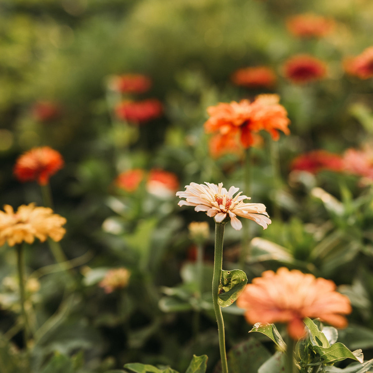 Cactus Flowered Zinnia Mix