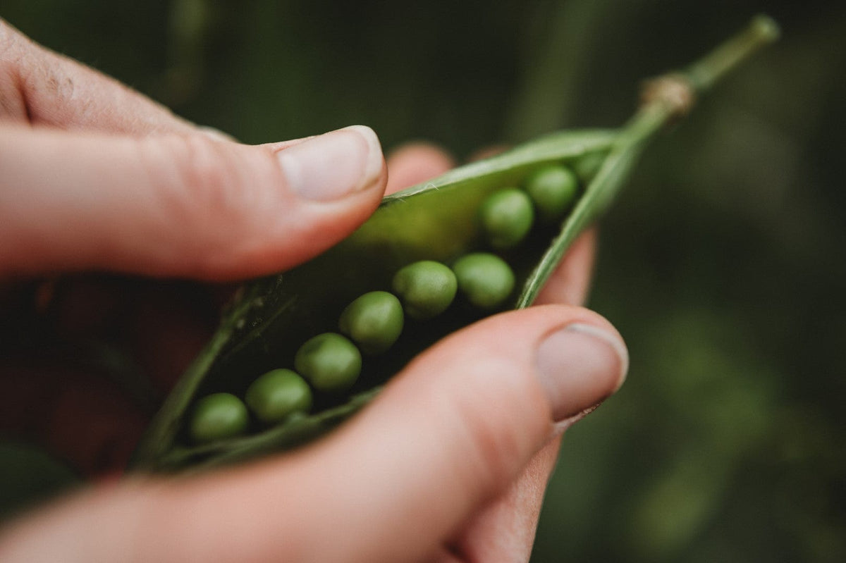 Champion of England Climbing Pea
