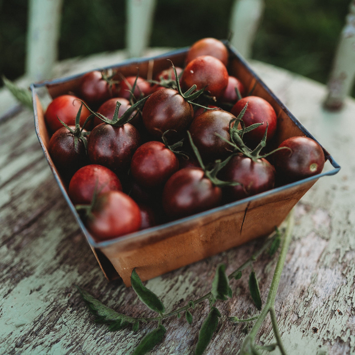 Chocolate Cherry Tomato