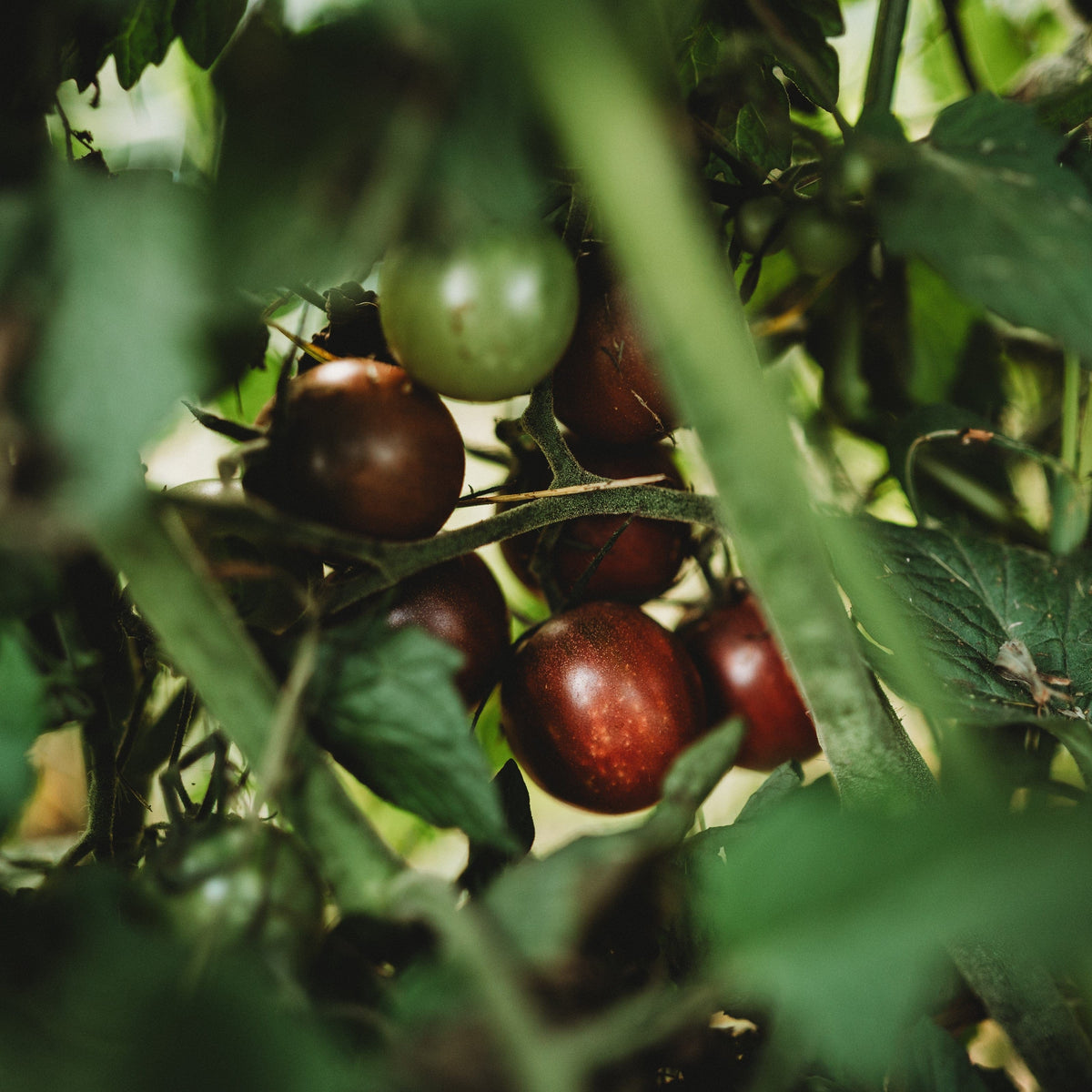 Chocolate Cherry Tomato
