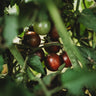 Chocolate Cherry Tomato