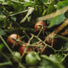 Chocolate Cherry Tomato