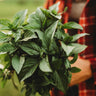 Cinnamon Basil