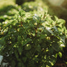 Cinnamon Basil
