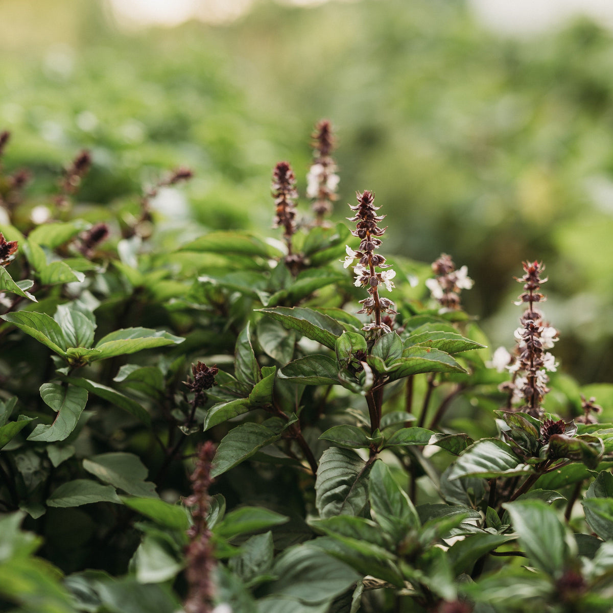 Cinnamon Basil