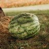 Clay County Watermelon