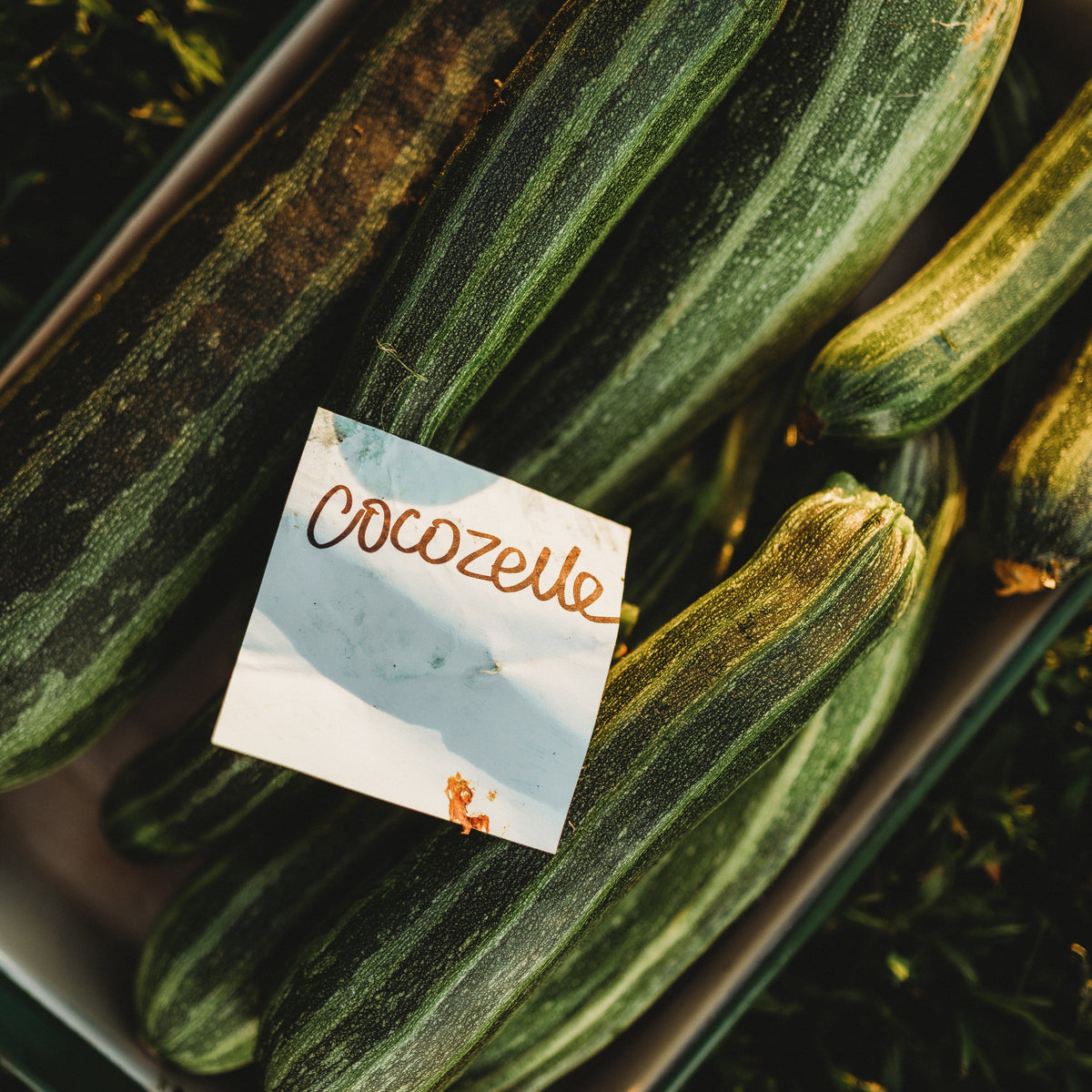 Cocozelle Zucchini