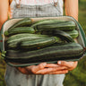 Cocozelle Zucchini