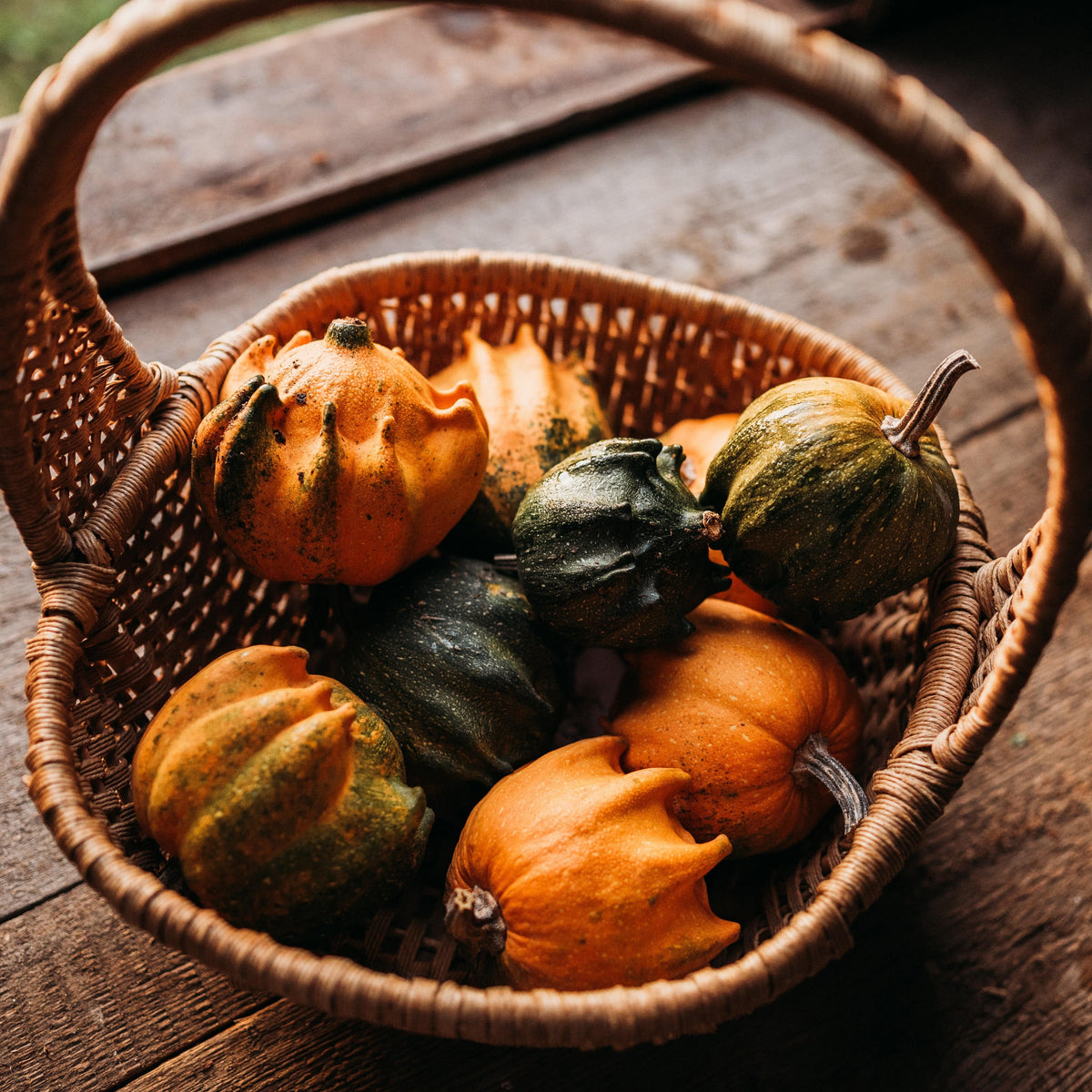 Crown of Thorns Gourd
