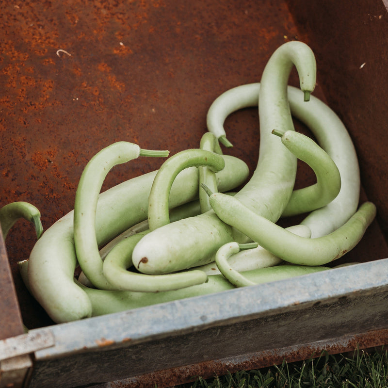 Cucuzza Squash (Edible Gourd)
