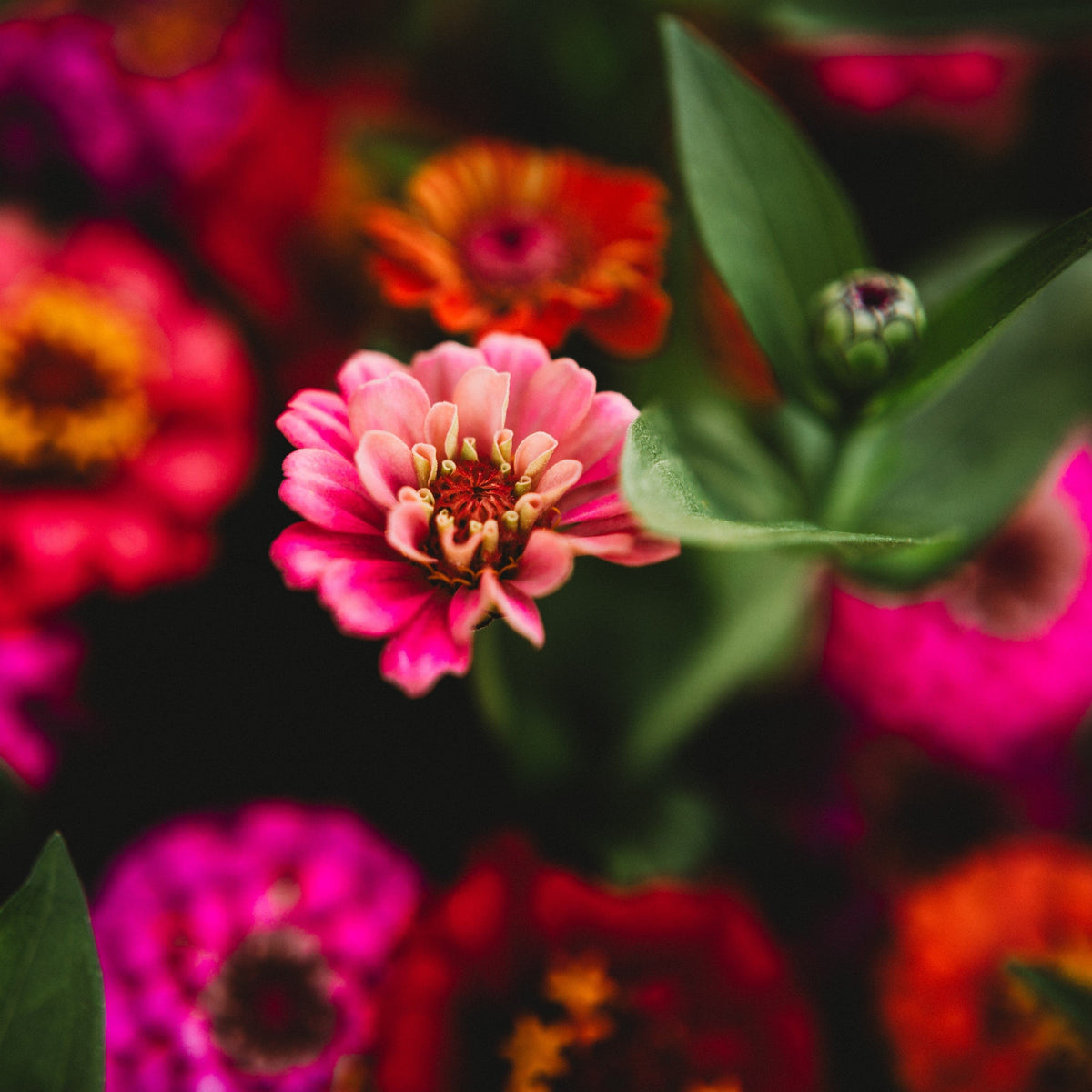 Cut and Come Again Zinnia (Pumila) Mix