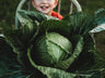 Danish Ballhead Cabbage