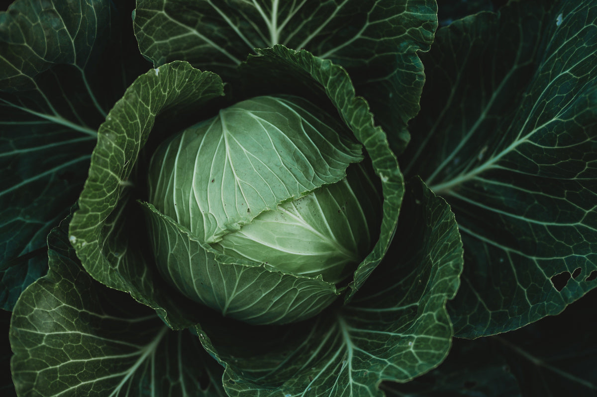 Danish Ballhead Cabbage