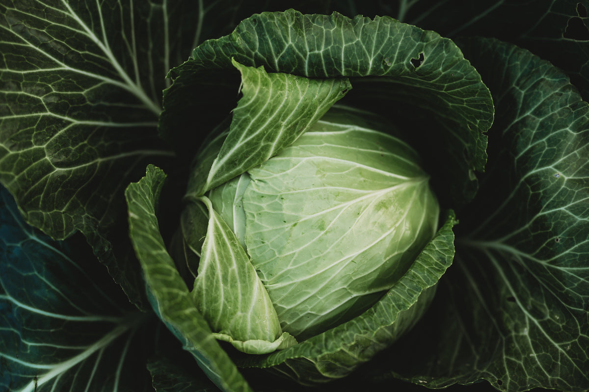 Danish Ballhead Cabbage