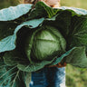 Danish Ballhead Cabbage
