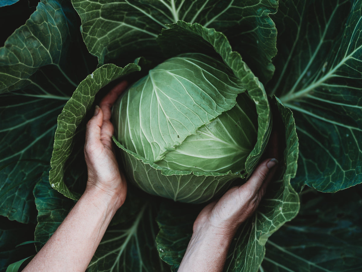 Danish Ballhead Cabbage