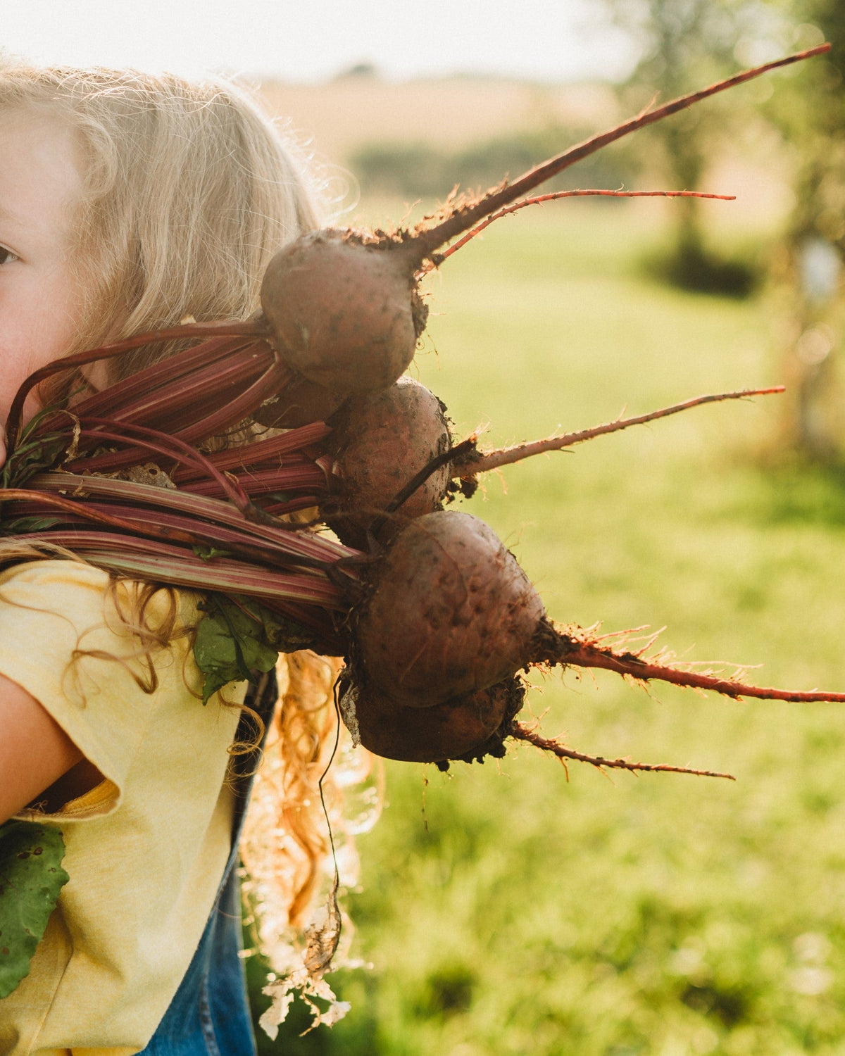 Detroit Dark Red Beet