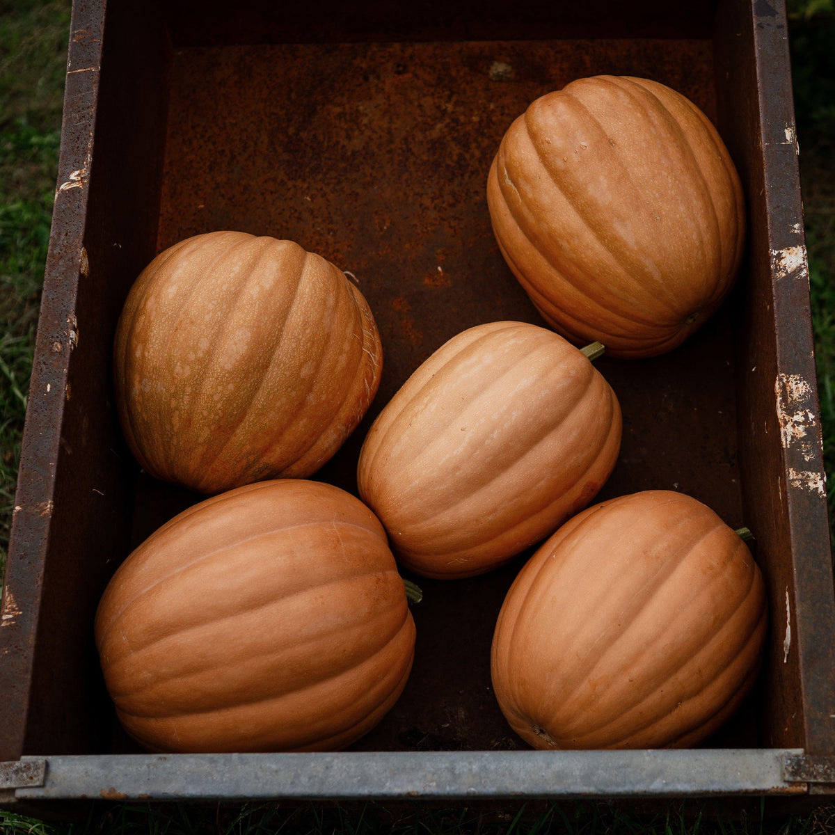 Dickinson Pumpkin