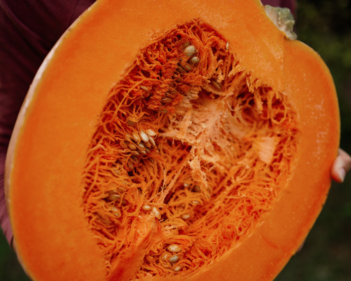 Dickinson Pumpkin