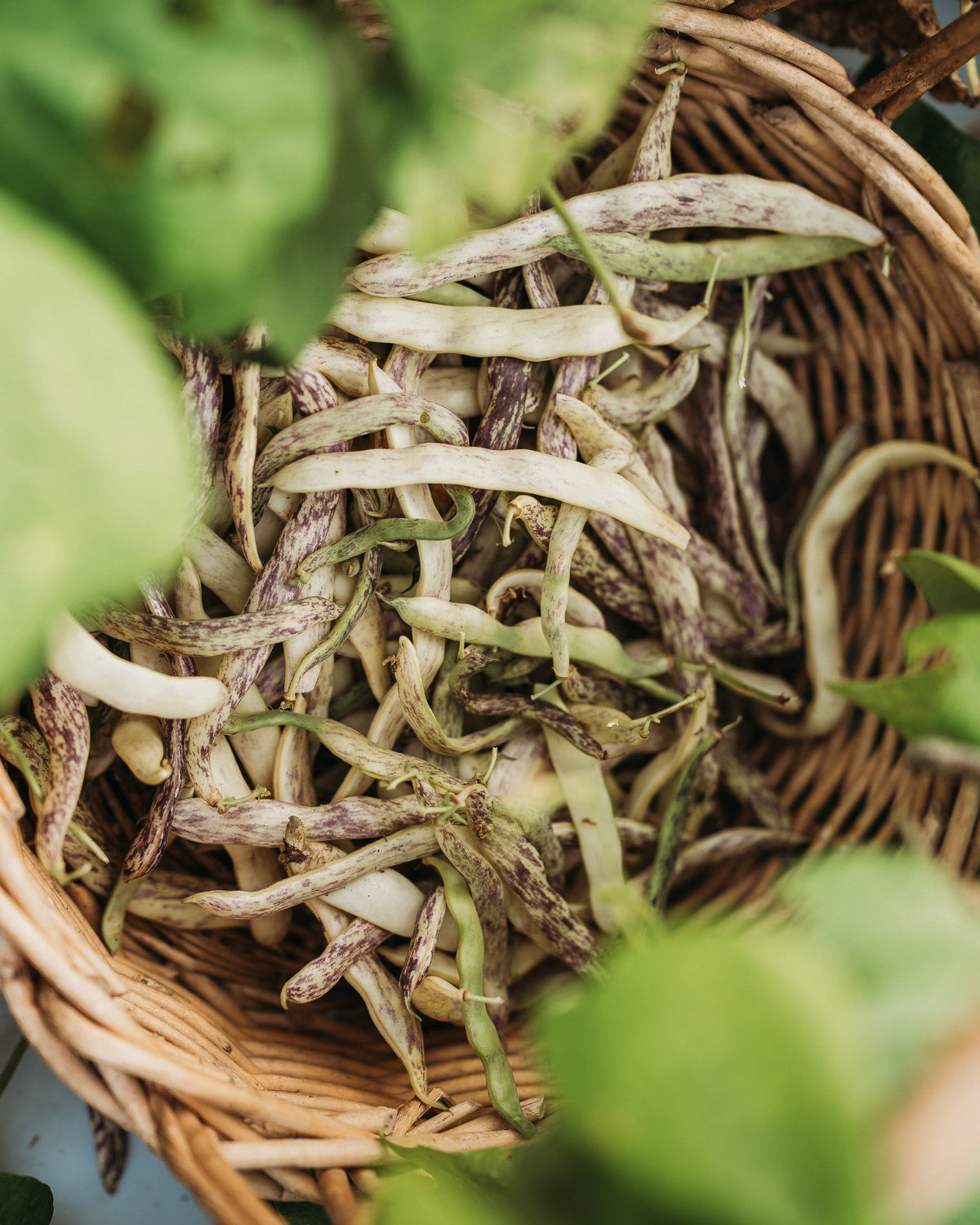 Dragon's Tongue Bean