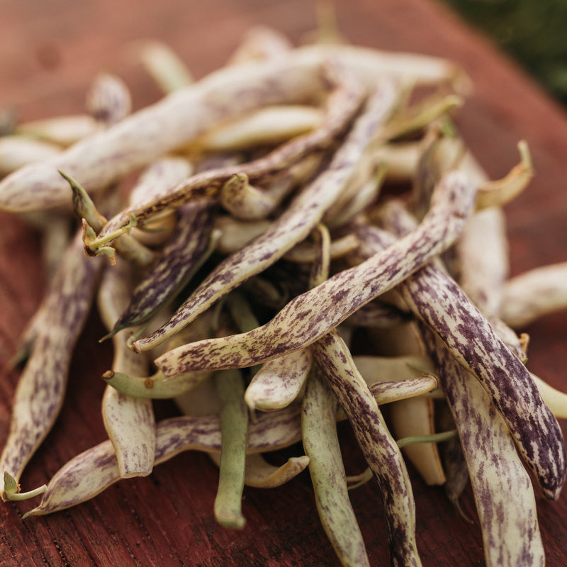 Dragon's Tongue Bean